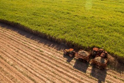 Image for Como investir na Agricultura: fundos, ETFs, ações e futuros