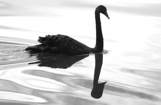 cisnes negros