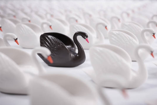cisnes negros