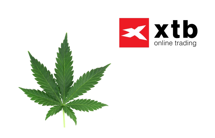 investir em cannabis